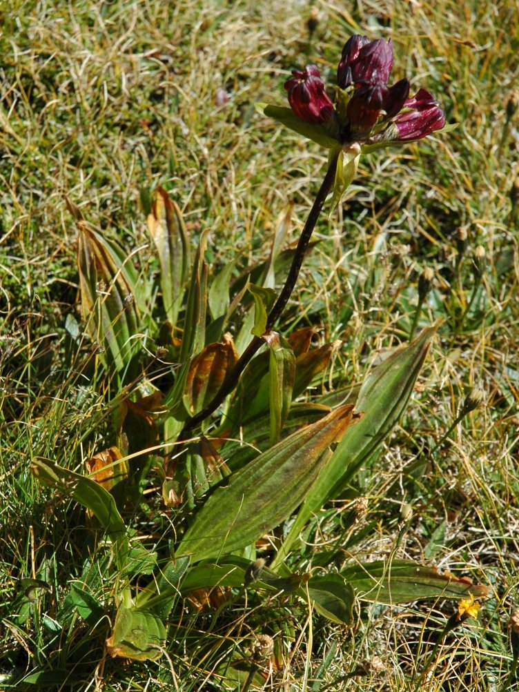 Gentiana purpurea